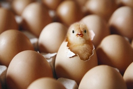 chickens-before-they-hatch.jpg